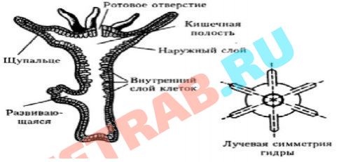 Кракен новая гидра